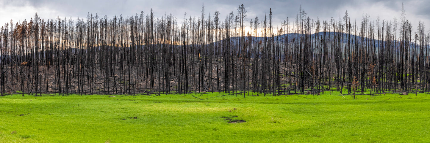 Green grass grows with scorched trees after a wildfire in Grand County, Colorado - Limited Edition Fine Art Panorama Print by Alber Photography