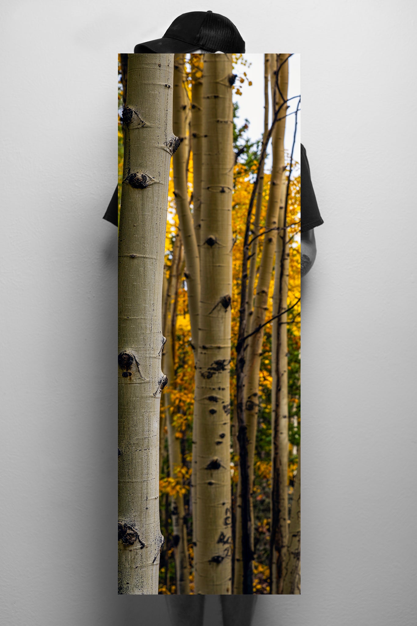 Looking through Aspen trees during fall in Colorado Mockup - Limited Edition Fine Art Vertical Panorama Print by Alber Photography