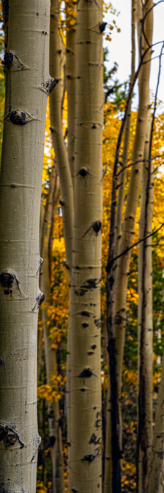 Looking through Aspen trees during fall in Colorado - Limited Edition Fine Art Vertical Panorama Print by Alber Photography