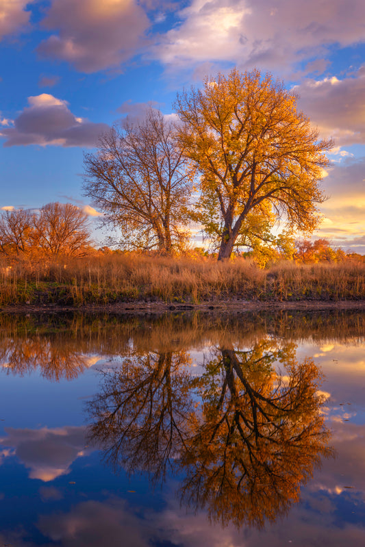 Sunrise over a beautiful tree in fall with a reflection in the foreground - Limited Edition Fine Art Print by Alber Photography