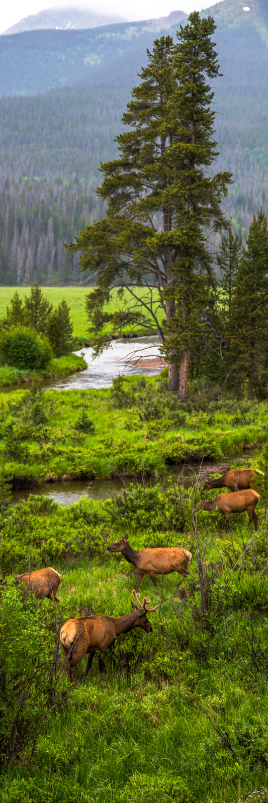 Elk