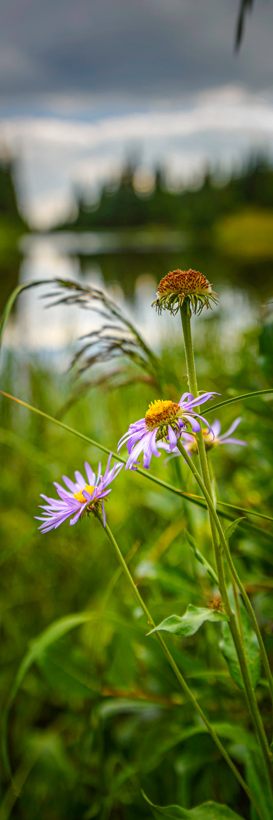 High Country Flowers